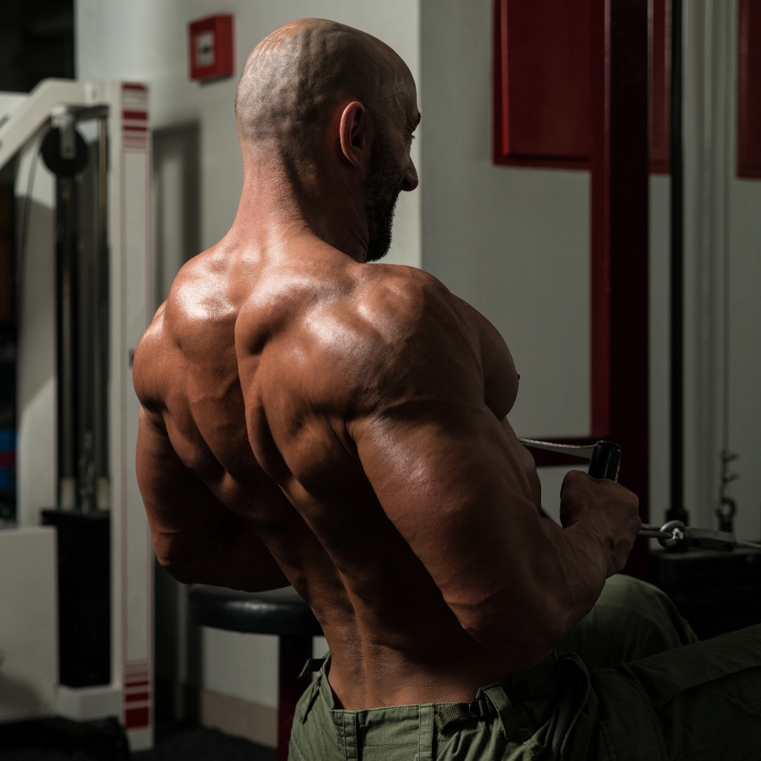 <img src="BackMuscles.png" alt="How To Build Back Muscles">